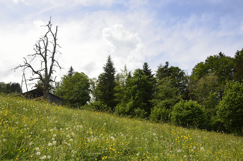 Blumenwiese auf dem Wanderweg zum Baumwipfelpfad Mogelsberg